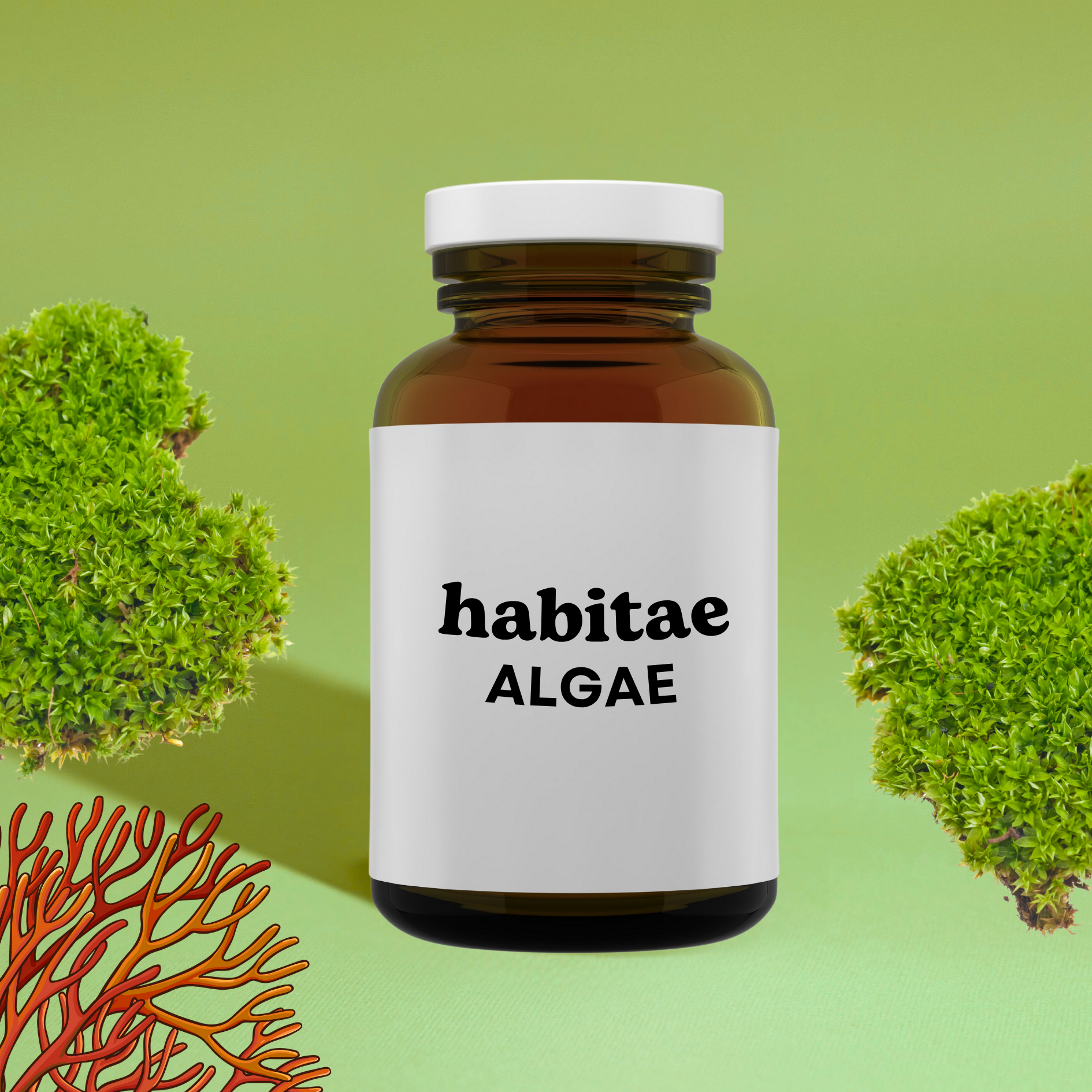 algae natural supplements habitae, sea moss